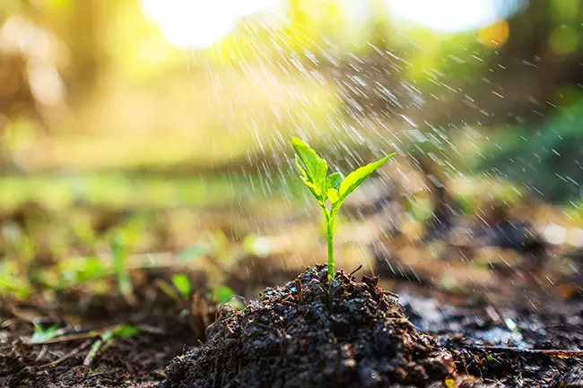 Closeup image of people watering a small tree