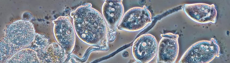 Solução MBBR Anita™ Mox da Veolia